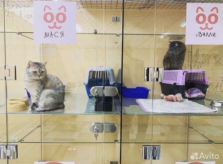 Гостиница для животных/кинолог дрессировка