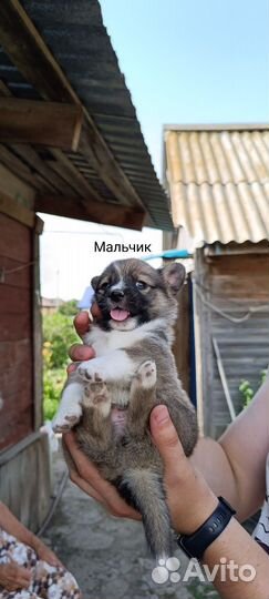Щенки маленьких пород