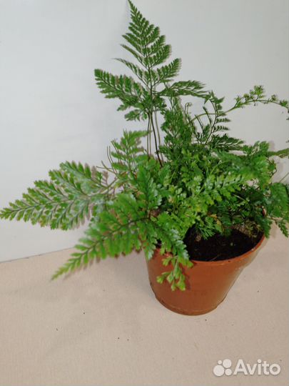 Папоротник давалия