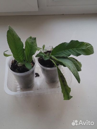 Стрептокарпусы