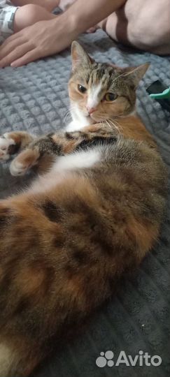 Кошка в дар