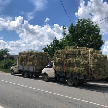 Люцерна в тюках