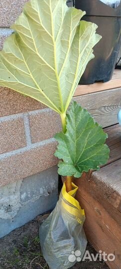 Ревень саженцы корень