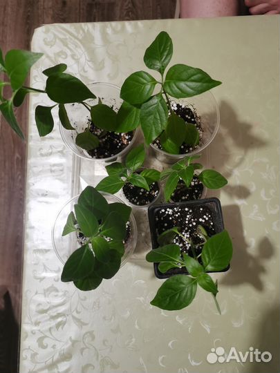 Белопероне