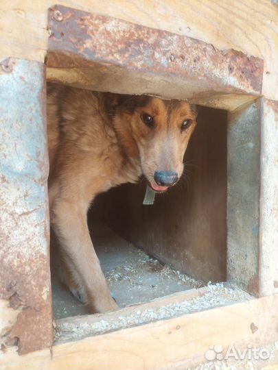 Лобзик-рыжее солнышко ищет дом