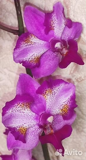Орхидея фаленопсис пульчерима Леопард