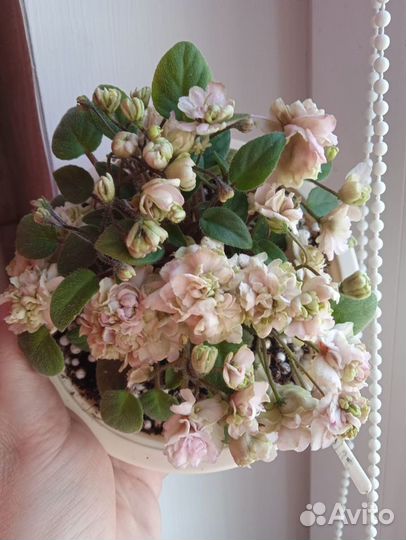 Фиалка трейлерные сорта