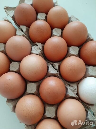 Свежее куриное яйцо