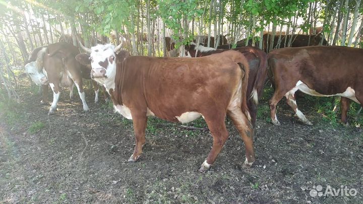 Коровы,нетели