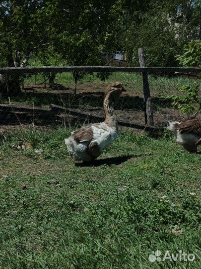 Холмогорские гусаки