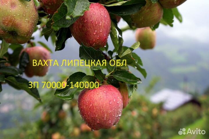 Работа сборка яблок