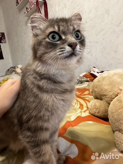 Кошка бесплатно