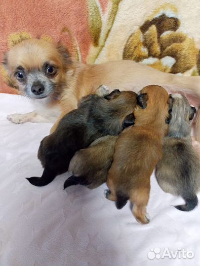 Маленькая собака