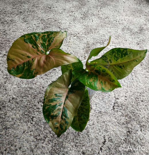 Сингониумы