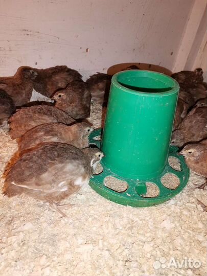 Перепела Селадон, Техасцы