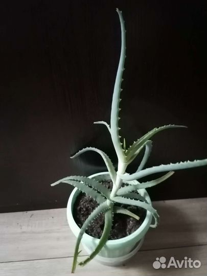 Комнатные растения, алоэ (столетник)