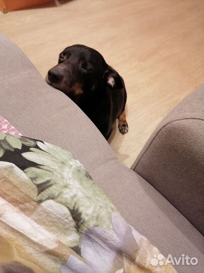 Собака в добрые руки отдам бесплатно