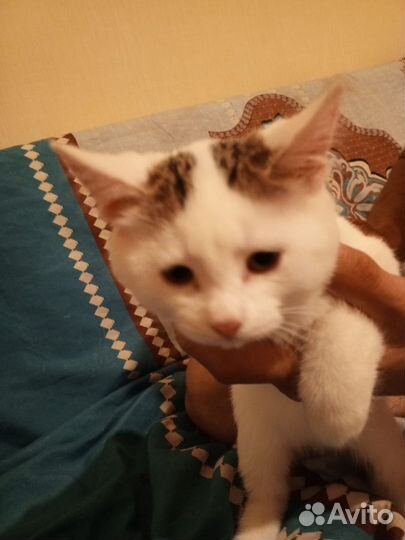 Кошка в дар