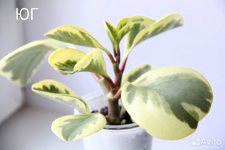 Пеперомия - комнатные цветы