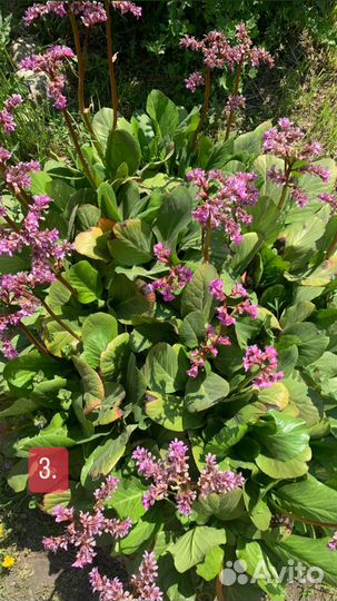 Бруннера, бадан, хосты