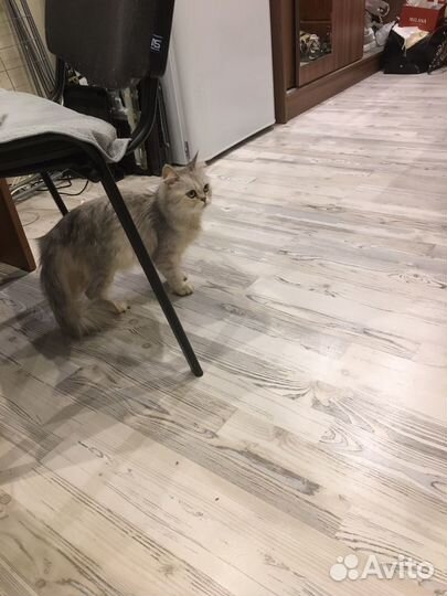 Персидская кошка