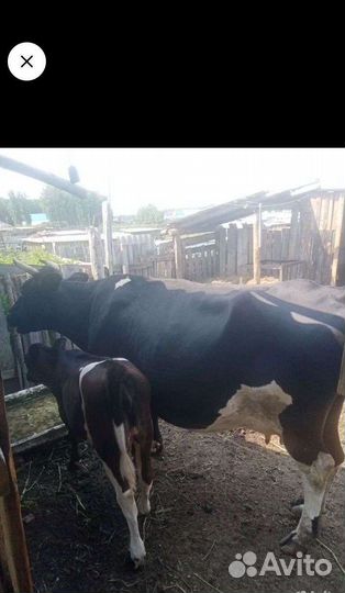 Корова дойная с теленком