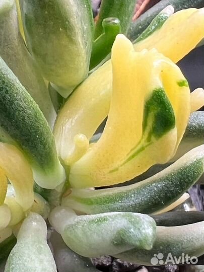 Крассула Леголас