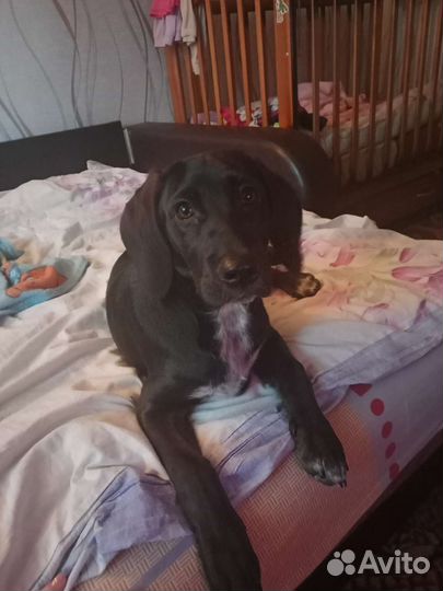 Собака в добрые руки щенок