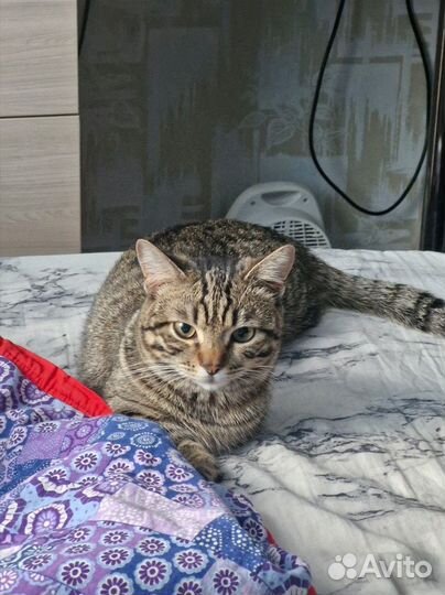 Вязка кот Манчкин