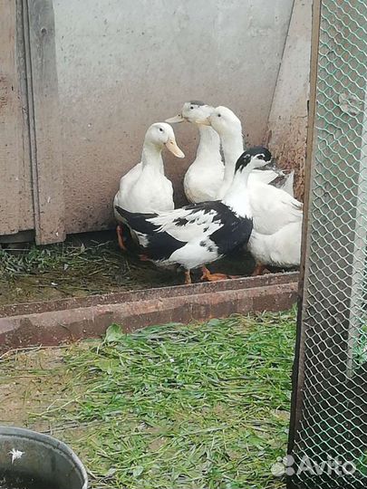 Утка домашняя мясо