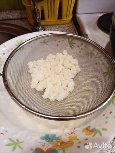 Тибетский гриб(кефирный)