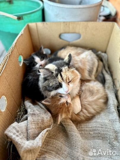 Котята иглино