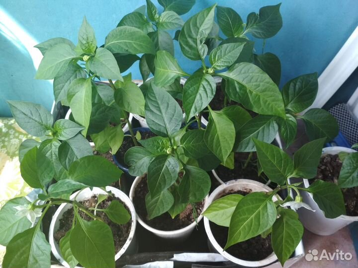 Продам излишки рассады перца