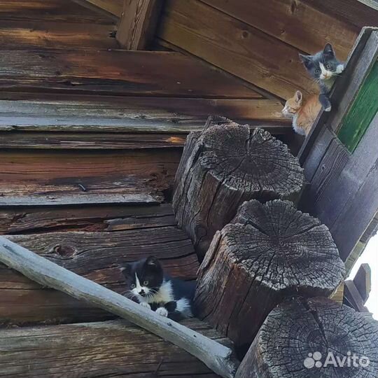 Котята