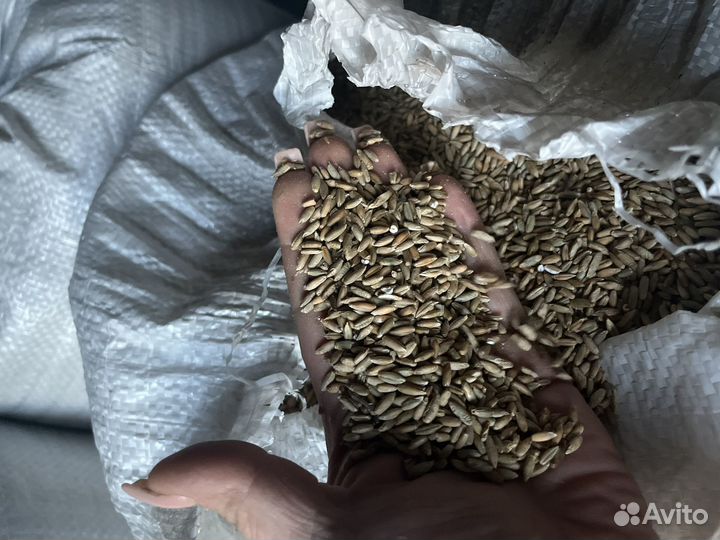 Зерно рожь