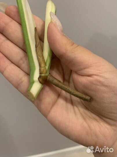 Монстера вариегатная альба