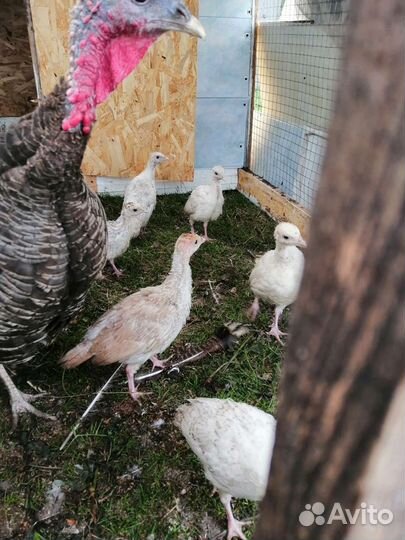 Индюки, утята