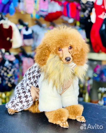 Одежда для собак всех пород