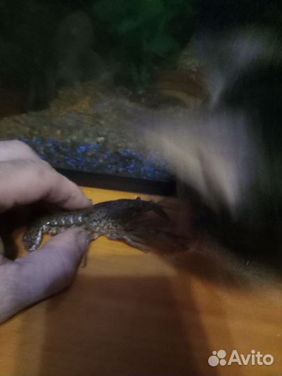 Продам рака