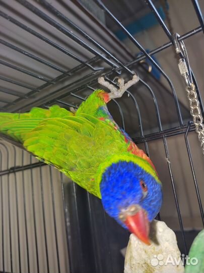 Лорикет самец