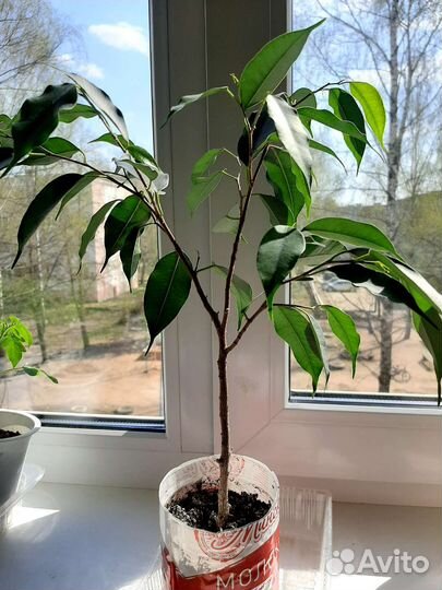 Фикус Бенджамина