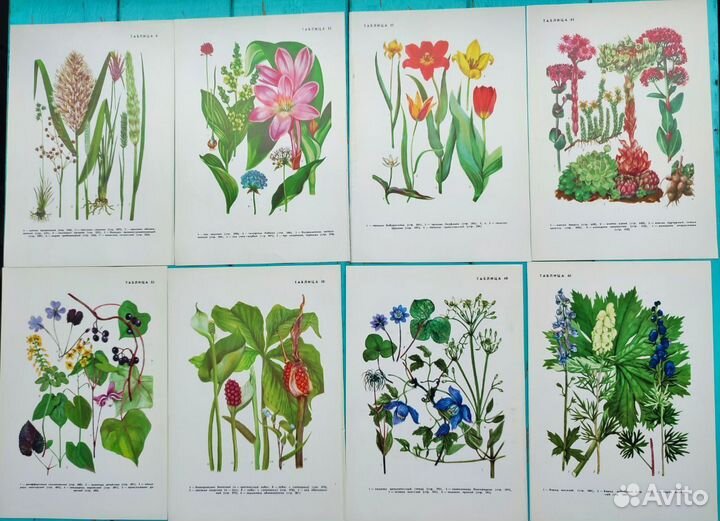 Ботанические иллюстрации