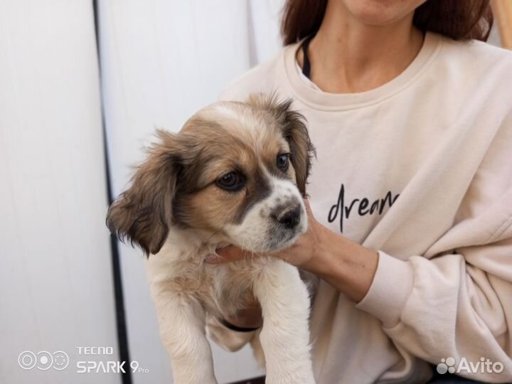 Щенок мальчик мелкий