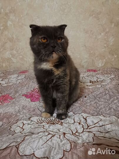 Шотландская вислоухая