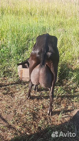 Альпийский комолый козлик на племя от удойной козы