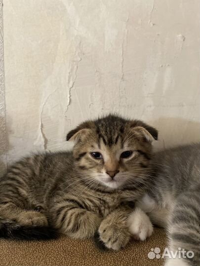 Котята отдам даром
