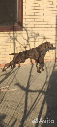 Щенки курцхаара