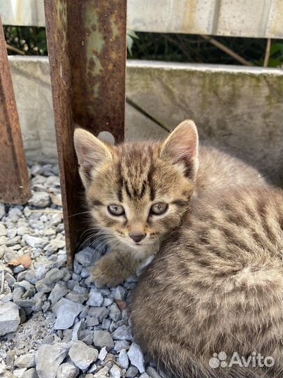 Кошечки ищут дом