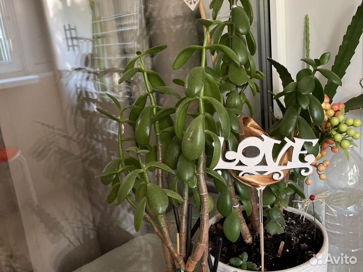 Денежное дерево толстянка