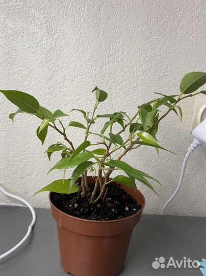 Фикус Наташа